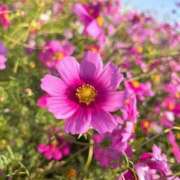 ヒメ日記 2025/10/13 21:27 投稿 川村 あなたに逢いたくて