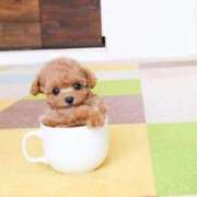 ヒメ日記 2026/01/11 23:45 投稿 れん おいらん遊郭