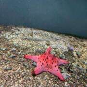 らて やる気0 でりどす