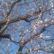 ヒメ日記 2026/03/13 09:13 投稿 けいこ 熟女の風俗最終章 国分寺店