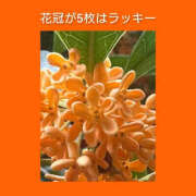 ヒメ日記 2026/10/16 06:13 投稿 このは 熟女の風俗最終章 国分寺店