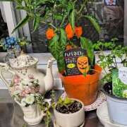 ヒメ日記 2025/09/05 07:33 投稿 みおり 熟女の風俗最終章 国分寺店