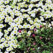 ヒメ日記 2026/05/08 18:23 投稿 あさの 熟女の風俗最終章 国分寺店