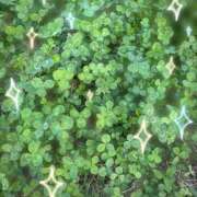 ヒメ日記 2025/11/07 07:53 投稿 かなこ 熟女の風俗最終章 国分寺店