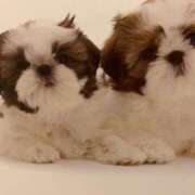 ヒメ日記 2026/01/18 22:03 投稿 れん 熟女の風俗最終章 国分寺店