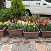 ヒメ日記 2026/04/09 15:58 投稿 つばめ 熟女の風俗最終章 国分寺店