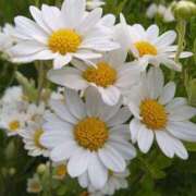 ヒメ日記 2025/12/29 09:05 投稿 さき イエスグループ熊本 TSUBAKI(ツバキ)