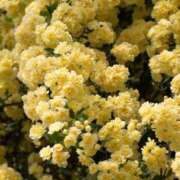 ヒメ日記 2026/01/06 10:30 投稿 さき イエスグループ熊本 TSUBAKI(ツバキ)