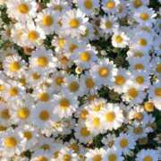 ヒメ日記 2026/01/10 09:31 投稿 さき イエスグループ熊本 TSUBAKI(ツバキ)