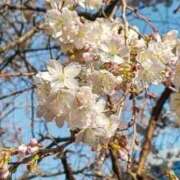 ヒメ日記 2026/03/22 17:21 投稿 いるか 熟女の風俗最終章 国分寺店