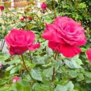 ヒメ日記 2026/04/11 17:13 投稿 いるか 熟女の風俗最終章 国分寺店