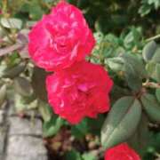 ヒメ日記 2025/10/12 17:07 投稿 れん 制服天国（ユメオト）