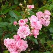 ヒメ日記 2025/11/21 02:49 投稿 れん 制服天国（ユメオト）