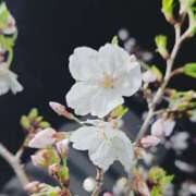 ヒメ日記 2026/04/03 05:17 投稿 れん 制服天国（ユメオト）