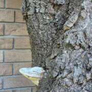 ヒメ日記 2026/04/22 02:03 投稿 みさえ 熟女の風俗最終章 国分寺店