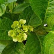 ヒメ日記 2025/08/30 11:35 投稿 よしこ 熟女の風俗最終章 国分寺店