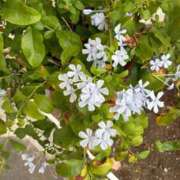 ヒメ日記 2025/09/08 11:13 投稿 よしこ 熟女の風俗最終章 国分寺店