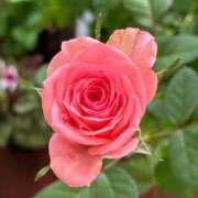 ヒメ日記 2025/10/31 14:53 投稿 よしこ 熟女の風俗最終章 国分寺店