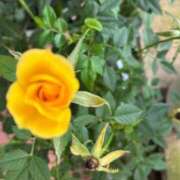 ヒメ日記 2025/12/05 16:53 投稿 よしこ 熟女の風俗最終章 国分寺店