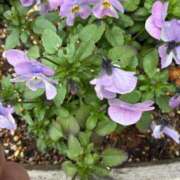 ヒメ日記 2026/03/08 21:37 投稿 よしこ 熟女の風俗最終章 国分寺店