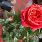 ヒメ日記 2026/03/22 15:13 投稿 よしこ 熟女の風俗最終章 国分寺店