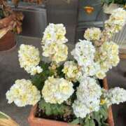 ヒメ日記 2026/03/29 13:23 投稿 よしこ 熟女の風俗最終章 国分寺店