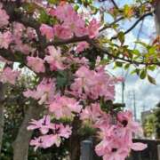 ヒメ日記 2026/04/11 12:45 投稿 よしこ 熟女の風俗最終章 国分寺店