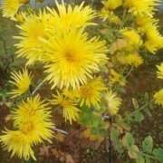 みさお お礼です＼(^_^)／ 熟女の風俗最終章 国分寺店