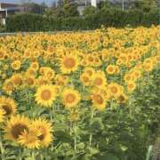 ヒメ日記 2026/08/19 18:17 投稿 あけみ おクンニ学園 横浜関内校