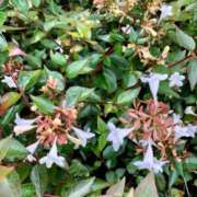 ヒメ日記 2025/09/23 08:14 投稿 田宮たまき elumo(エルモ)