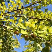 ヒメ日記 2025/10/12 17:47 投稿 田宮たまき elumo(エルモ)