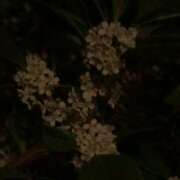 ヒメ日記 2025/11/08 20:18 投稿 田宮たまき elumo(エルモ)