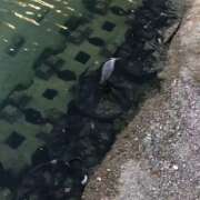 ヒメ日記 2025/11/10 21:16 投稿 田宮たまき elumo(エルモ)