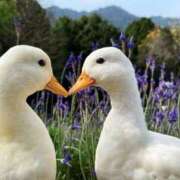 ヒメ日記 2025/09/17 16:34 投稿 すず 舐めフェチの会