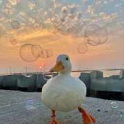 ヒメ日記 2025/10/05 18:18 投稿 すず 舐めフェチの会