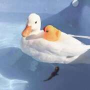 ヒメ日記 2025/10/07 08:23 投稿 すず 舐めフェチの会