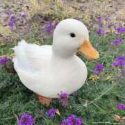 ヒメ日記 2025/10/12 07:43 投稿 すず 舐めフェチの会