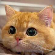 ヒメ日記 2026/03/31 07:49 投稿 岩崎ちずる おふくろ