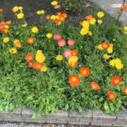 ヒメ日記 2025/09/03 13:40 投稿 ゆみ 性腺熟女100％（デリヘル市場）