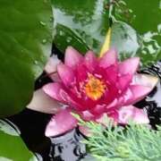 ヒメ日記 2026/03/13 10:11 投稿 いわさきちづる ぐらんまま