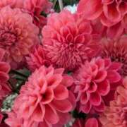 ヒメ日記 2026/01/15 08:04 投稿 みや Second Love（セカンドラブ）