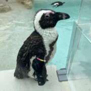 ヒメ日記 2025/11/24 13:01 投稿 川上 るか 神戸RED DRAGON