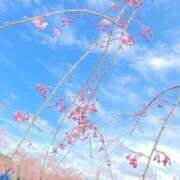 ヒメ日記 2026/04/06 12:24 投稿 神楽(カグラ)【美貌の煌き】 美魔女コレクション別府店