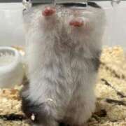 ヒメ日記 2025/09/01 13:02 投稿 ひとみ シルクハット