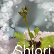 ヒメ日記 2026/04/02 08:58 投稿 しおり 東京妻