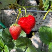 ヒメ日記 2026/01/11 17:25 投稿 ひろ SWEET～berta～