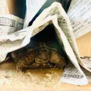 ヒメ日記 2026/03/06 13:45 投稿 ひろ SWEET～berta～