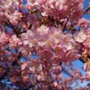 ヒメ日記 2026/02/21 16:04 投稿 KAMIRA GINGIRA☆TOKYO～ギンギラ東京～