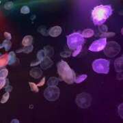 ヒメ日記 2026/02/22 14:49 投稿 KAMIRA GINGIRA☆TOKYO～ギンギラ東京～