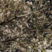 ヒメ日記 2026/03/29 01:38 投稿 KAMIRA GINGIRA☆TOKYO～ギンギラ東京～